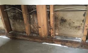 Mold Prevention And Remediation