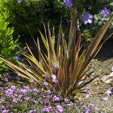 Sundowner New Zealand Flax