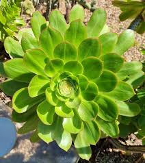 Aeonium Green Houseleek Succulent