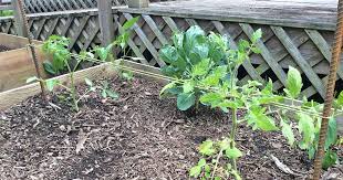 Tomato Trellis Or Cage Support