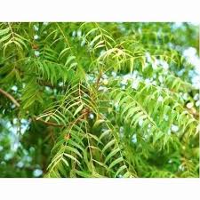 Neem Tree At Rs 50 Unit House And