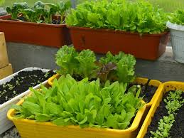 Growing Container Salad Greens 9 378