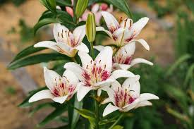 Why Are Lilies So Toxic To Cats