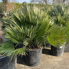 Chamaerops Humilis Etna 50 Litre