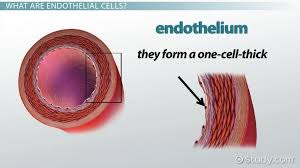 Endothelial Cells Definition