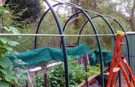 Fruit Fly In Your Garden