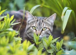 Plants Poisonous To Cats What You Need