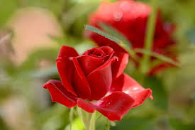 Selective Focus Photo Of Red Rose Pickpik