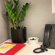 The 6 Best Plants For Cubicles