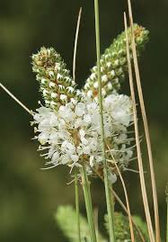 White Prairie Clover Knowledgebase