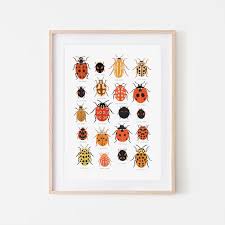 Ladybird Identification Print Ladybug