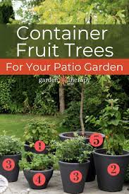 Container Fruit Trees For Your Patio