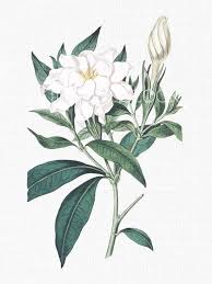 White Flowers Cape Jasmine Gardenia