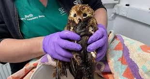 Baby Barn Owl Rescued From Bucket Of