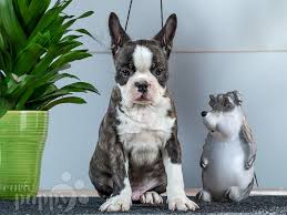 Amadeo Boston Terrier Puppy For