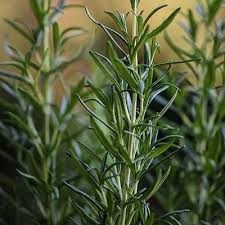 How To Grow An Indoor Herb Garden