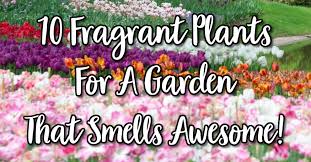 10 Fragrant Plants For An Awesome