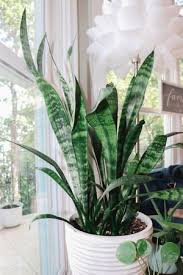 Top 5 Easiest Low Light Houseplants