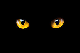 Cat Eyes Images Browse 1 538 120