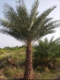 Date Palm Trees In Chennai