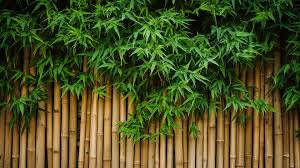 Beautiful Bamboo Fence Wall