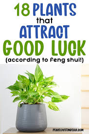 18 Feng Shui Lucky Plants That Will