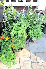 Herb Container Gardening The Ultimate