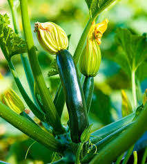 Grow Your Own Courgettes What To Plant