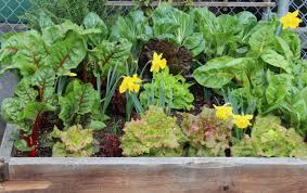 Grow A Kitchen Garden In 16 Square Feet
