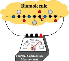 Thermal Conductivity Of A Protein