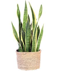 Snake Plant House Plant In Nocona Tx
