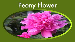 Peony Flower How To Identify Care