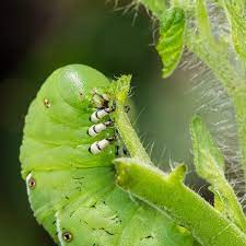 Tomato Pests Disease Problems