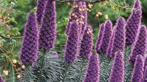 9 Great Beach Plants For Seaside Gardens