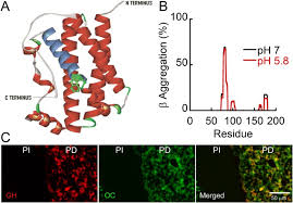 amyloid formation of growth hormone in