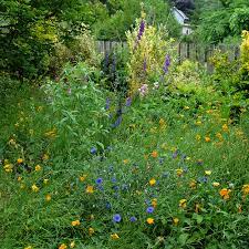 How I Grew A Wildflower Meadow In The