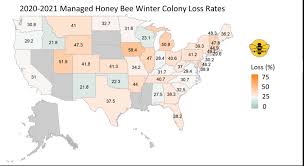 What Happens To Honeybees In The Winter