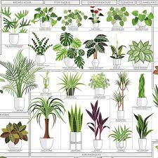 The Horticultural Chart Of Houseplants