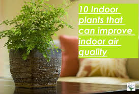 Indoor Plants To Improve Indoor Air