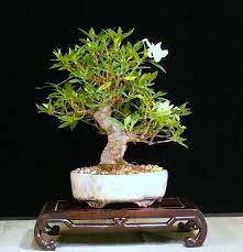 Care Guide For The Jasmine Bonsai Tree
