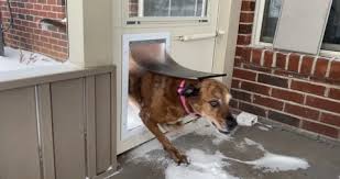 Dog Going Outside Through A Doggie Door