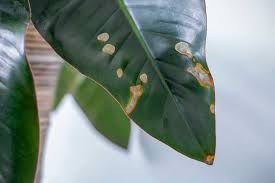 Common Houseplant Diseases