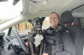 Staffie To Work As Police Dog