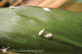 Mealybugs On Houseplants