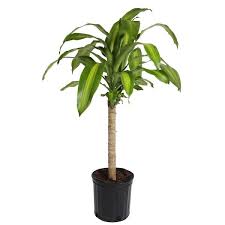 Costa Farms Mass Cane Indoor Plant In 8