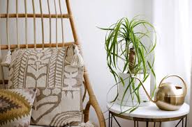 9 Types Of Palm Plants To Grow Indoors