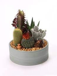 How To Care For Your Cactus Plant