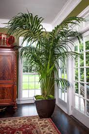 Indoor Palm Trees Indoor Palms
