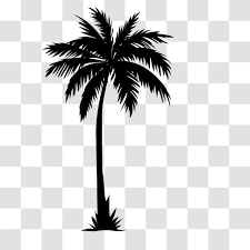 Palm Tree Icon Plant Vector Vector Trees