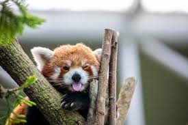 Red Panda Face Images Browse 54 522